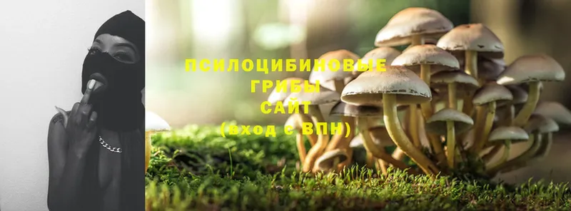 Галлюциногенные грибы Psilocybe  omg как войти  Дятьково 